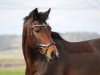 jumper Caskara B B (German Sport Horse, 2011, from Conte Bellini)