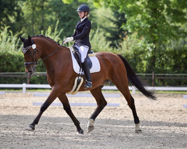 dressage horse Johann (KWPN (Royal Dutch Sporthorse), 2005, from Ovidius)