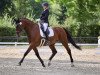 dressage horse Johann (KWPN (Royal Dutch Sporthorse), 2005, from Ovidius)