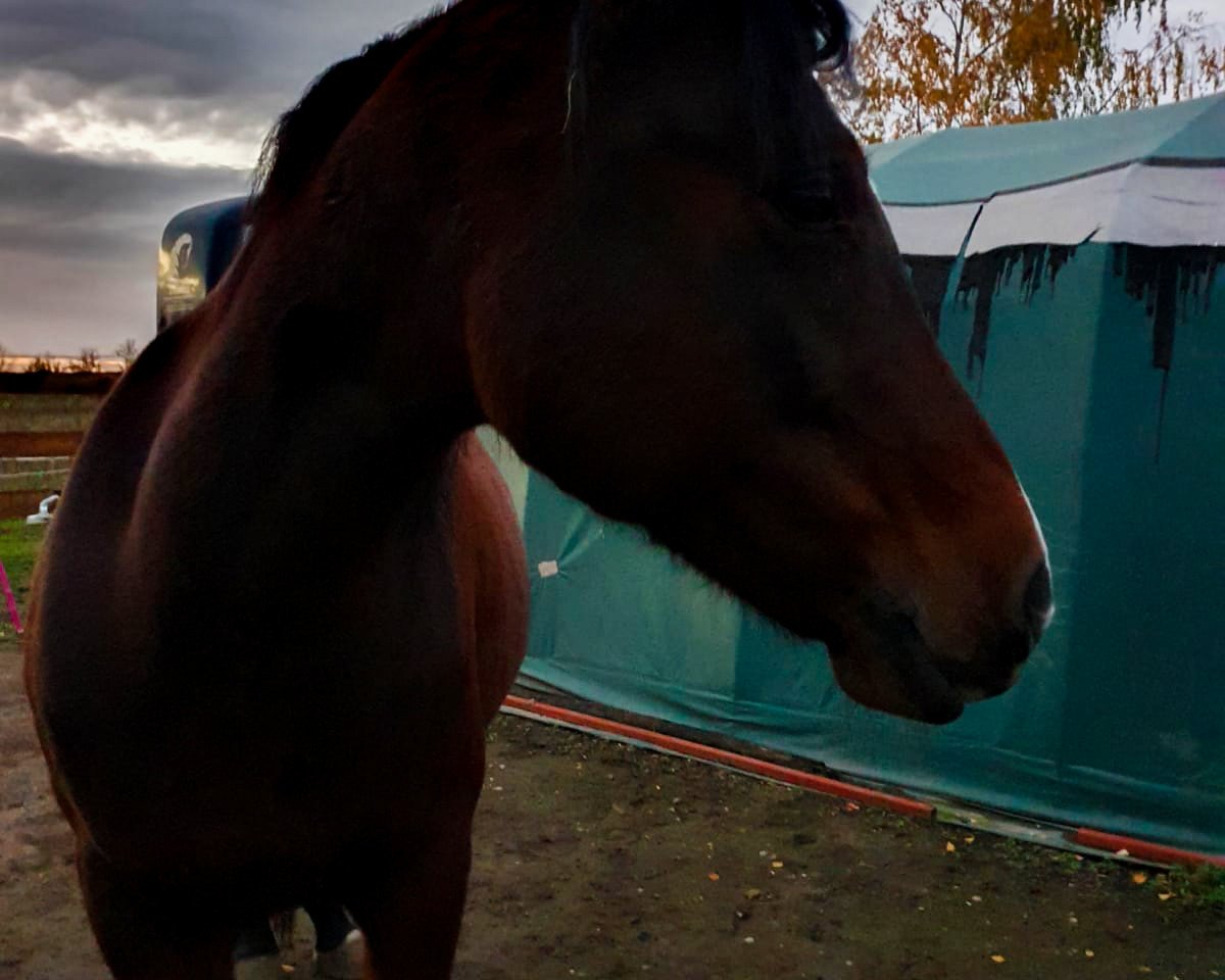 horse Sharifa Bint Rumaadi (Arabian, 2007, from Ebony-Rumaadi ox)