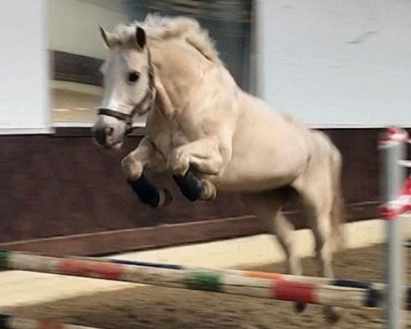 dressage horse Flori 281 (Haflinger Mix, 2006)