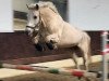 Dressurpferd Flori 281 (Haflinger-Mix, 2006)