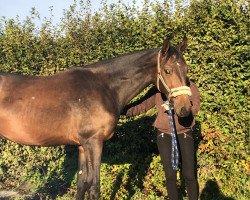 jumper Kaspari 5 (German Sport Horse, 2018, from Kanndarco)