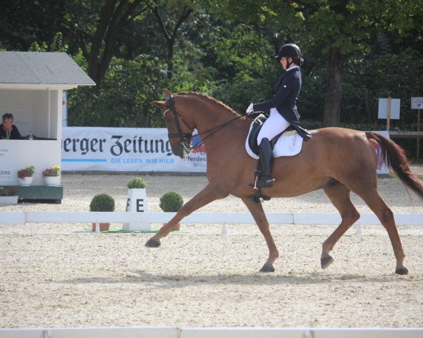 dressage horse Sansibar 112 (Oldenburg, 2008, from Sorento OLD)