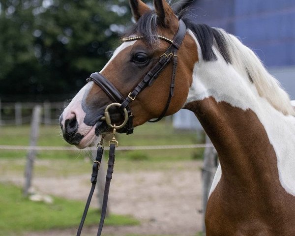 jumper Salut ca va 3 (Pinto / Pony, 2017, from Petit Comme Ca Va)