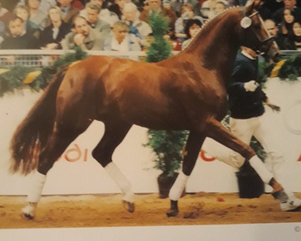 stallion Rocher D'or (Oldenburg, 1991, from Rubinstein I)