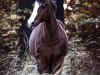 stallion Top Secret 39 (German Riding Pony, 2002, from Top Non Stop II)