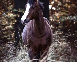 stallion Top Secret 39 (German Riding Pony, 2002, from Top Non Stop II)