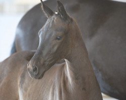 dressage horse Héros Noir (German Sport Horse, 2019, from Helium)