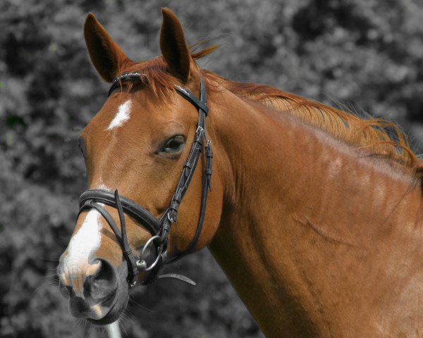 broodmare Galina (Hanoverian, 2002, from Galvano)