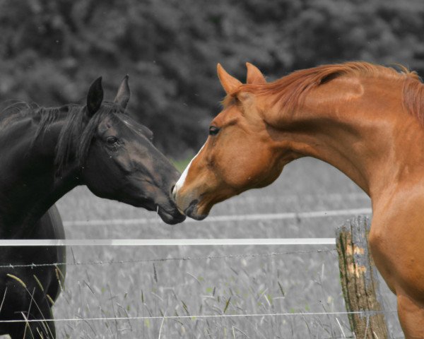 broodmare Ballerina (Hanoverian, 1995, from Banditentraum)