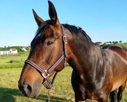 dressage horse Esprit Chocolat (Westphalian, 2012, from Ehrenpreis)