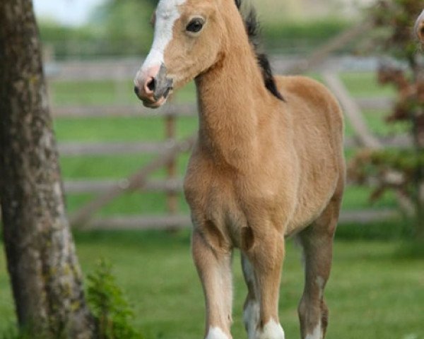 dressage horse vpower hailey (Welsh Partbred, 2019, from Cassanova du Bois)