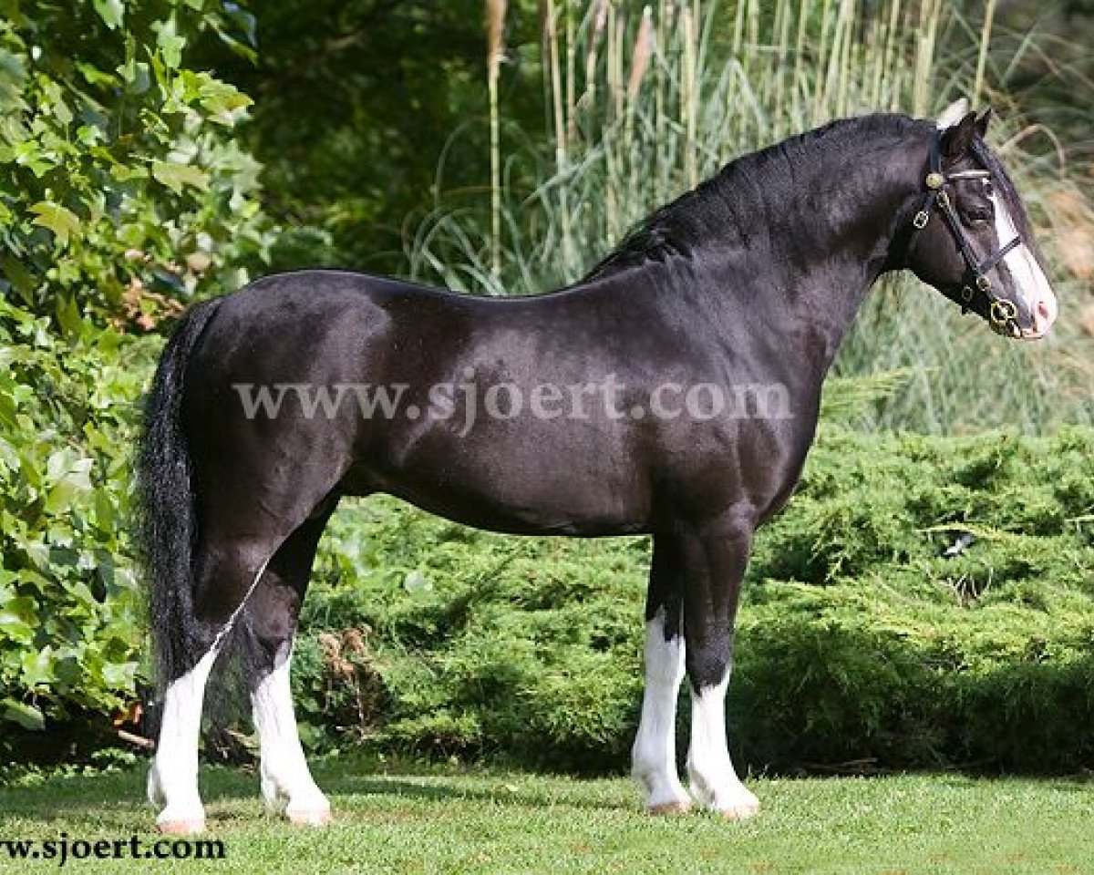Deckhengst Ysselvliedt's No limit (Welsh Mountain Pony (Sek.A), 2002, von Ysselvliedt's High Guy)