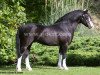 stallion Ysselvliedt's No limit (Welsh mountain pony (SEK.A), 2002, from Ysselvliedt's High Guy)