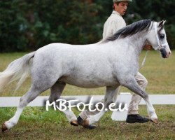 Zuchtstute de weyerd's hunique (Welsh Mountain Pony (Sek.A),  , von Ysselvliedt's No limit)