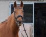 broodmare Cheval´s Lady (Mecklenburg, 2009, from Cheval de Blanc)