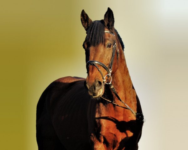 broodmare Vadstena (Holsteiner, 2005, from Romino)