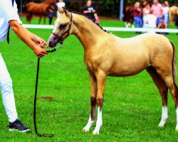 broodmare vpower heavenly (Welsh Partbred,  , from Cassanova du Bois)