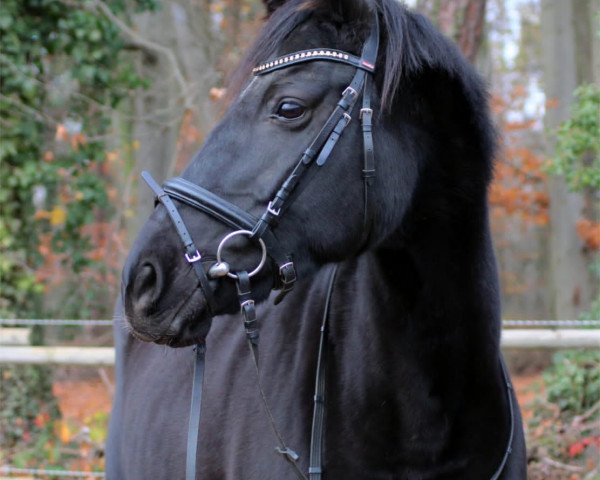 Pferd Elfarina (Westfale, 2010, von Erdball xx)