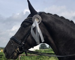 dressage horse Daziano (Hanoverian, 2013, from Dressage Royal)