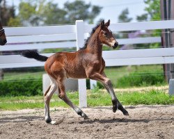 broodmare Elbröschen B (German Sport Horse, 2020, from Eldorado vd Zeshoek Tn)