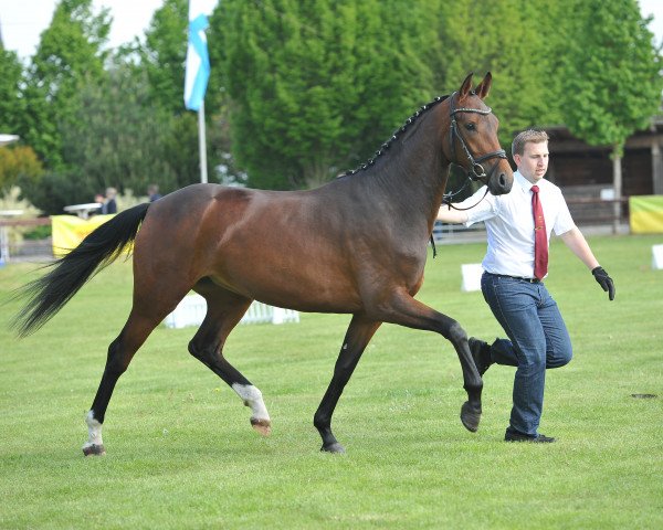 Zuchtstute Quinta B (Deutsches Sportpferd, 2012, von Quaterback)