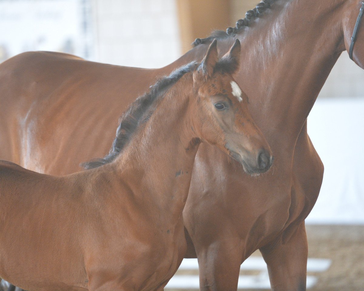 jumper Cantanzaro B (German Sport Horse, 2019, from K.i Checkter)