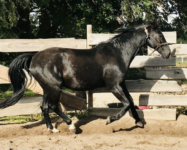 Dressurpferd Boytano (Deutsches Sportpferd, 2003, von Bergamo)