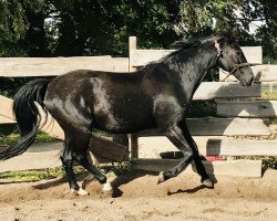 dressage horse Boytano (German Sport Horse, 2003, from Bergamo)