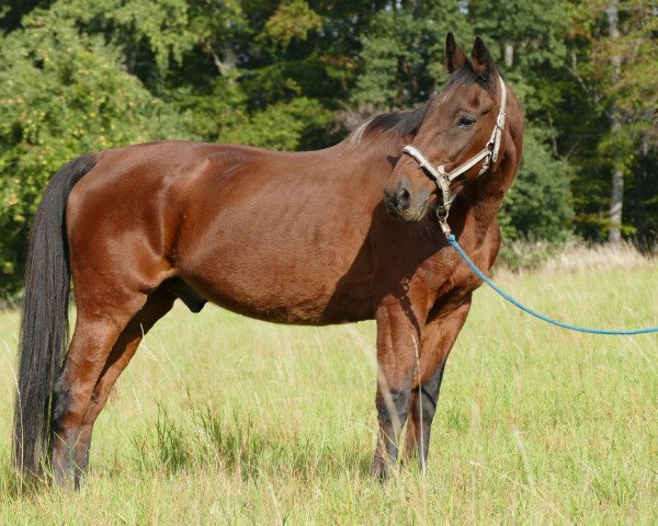 horse Niko (Noble Warmblood, 1991)