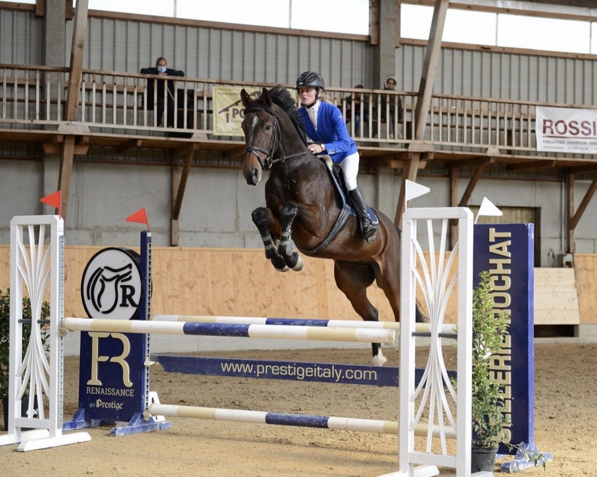 Springpferd Fortender Denfer (Luxemburgisches Reitpferd, 2016, von For Pleasure)