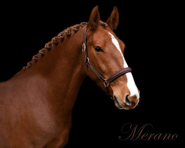 horse Merano (KWPN (Royal Dutch Sporthorse),  , from Danser)