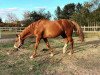 jumper Dollar Girl 40 (Hanoverian, 2007, from Don Frederico)