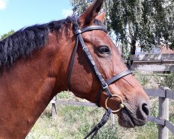 broodmare Lucrezia (Brandenburg,  , from Lanciano)