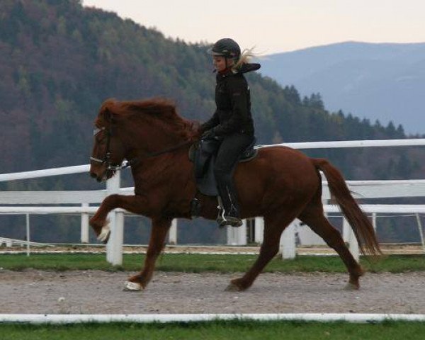 Pferd Blossi vom Wiesenhof (Islandpferd, 1996, von Hnokki vom Wiesenhof)