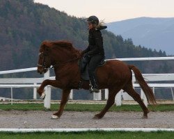 Pferd Blossi vom Wiesenhof (Islandpferd, 1996, von Hnokki vom Wiesenhof)