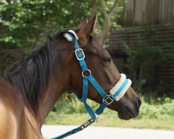 horse Mastercode (German Riding Pony, 2019, from FS Maracaibo)