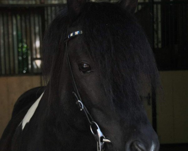 horse Onyx vom Stuckhof (Iceland Horse, 2011, from Hausti vom Wiesenhof)