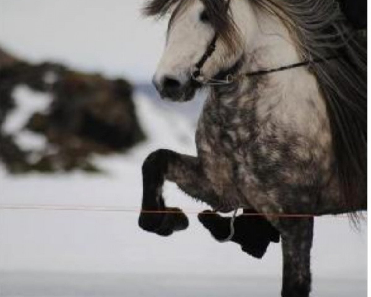stallion Vafi frá Ysta-Mó (Iceland Horse, 2004, from Gustur fra Holi)