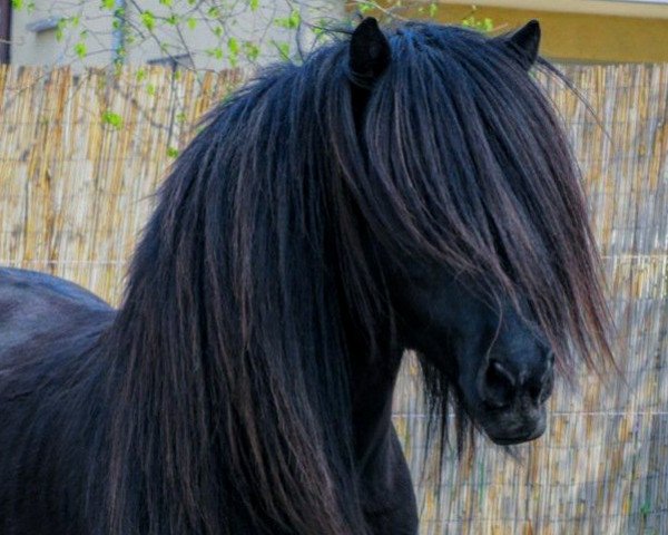 stallion Fleygur fra Reykjavik (Iceland Horse, 1994, from Breki fra Laufholi)