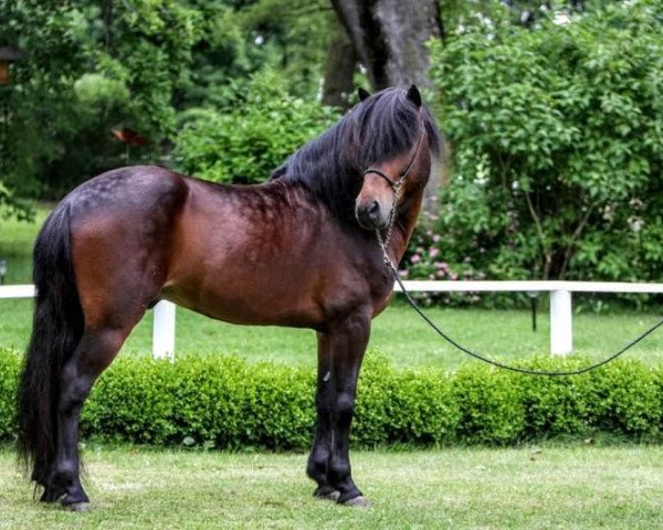 stallion Kvistur fra Olafsvöllum (Iceland Horse, 1997, from Elrir frá Heiði)