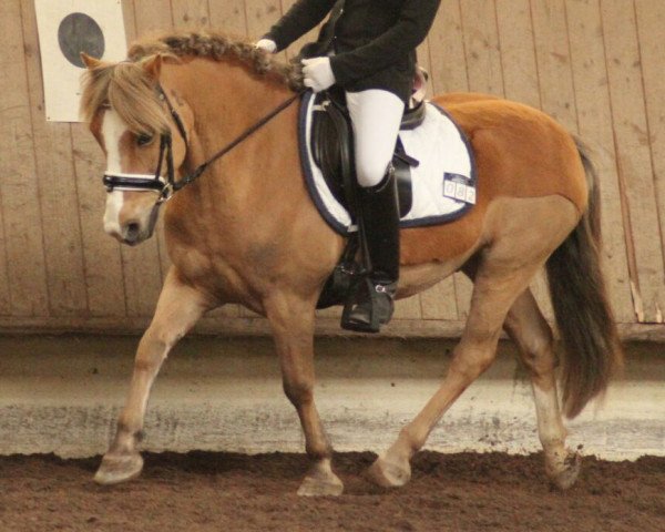 dressage horse Mister Mangoo (Welsh-Pony (Section B), 2004)