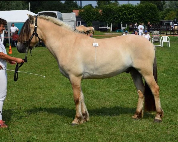 horse Mainio (Fjord Horse, 2016, from Gio)