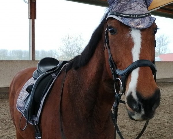 jumper Jezynka (polish noble half-breed, 2009, from Le Voltaire)