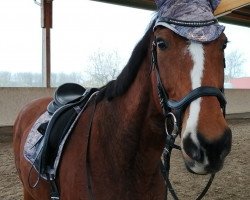 jumper Jezynka (polish noble half-breed, 2009, from Le Voltaire)