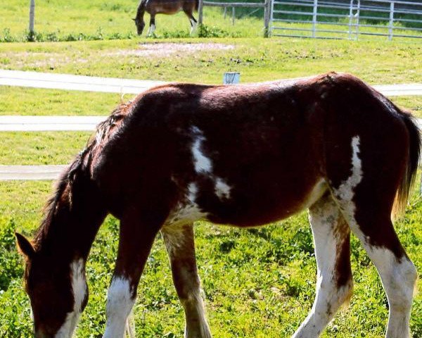 Zuchtstute Still Brooks R&M Norma Jean (Clydesdale, 2013, von GSL Sensation's Commander)