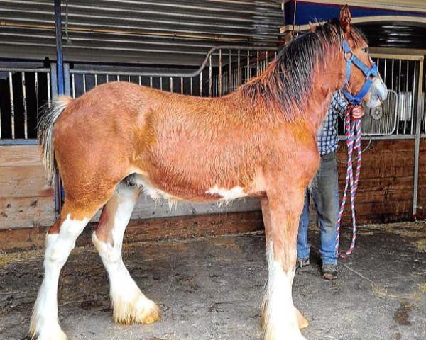 horse Still Brooks Basko (Clydesdale, 2019, from Jonesway Lochlyn)