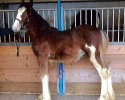 Pferd Still Brooks Atlas (Clydesdale, 2015, von GSL Sensation's Commander)