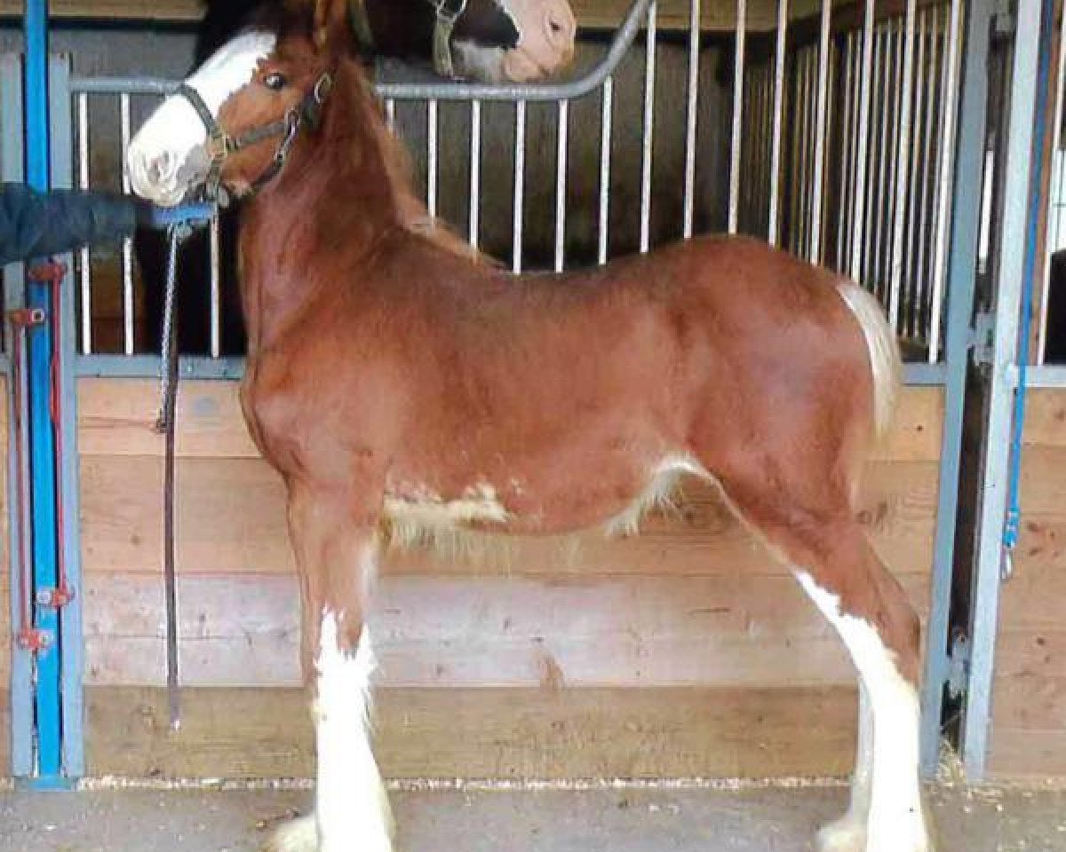 horse Still Brooks Aleath (Clydesdale, 2015, from Brookside R & M Apollo Ohno Not Again)